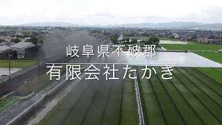 2017年 熊本八代 い草刈取り