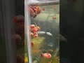 I think they are becoming a problem. Overpopulation of pink ramshorn snails