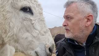 What is on this Donkey's head?