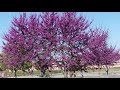 oklahoma redbud naturehills.com