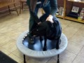 intro to canine rehab