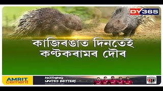 কাজিৰঙাত দিনতেই কণ্টকৰামৰ বিচৰণ