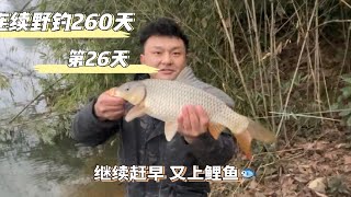 挑戰連續野釣280天 第26天 早口上鯉魚 還是要溫度起來才有口