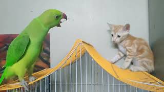 இவங்க மூன்று பேரும் செய்ற சேட்டைகளை பாருங்க 😂|| Tamil Talking Parrots Teenu Tinku