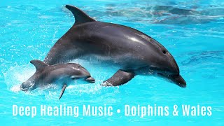 Dolphins & Whales Healing Songs 🐬 Meditative Music for Inner Peace 🧘🏻‍♀️ | Calming Sounds