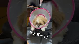 【ウトウト犬】エリカラしててもへっちゃらで寝る#シーズー