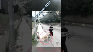Cute dog was abandoned by her owner, until girl do this #shorts  #touching