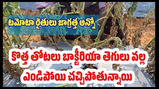 టమోటాలో ఎండు తెగులు బాక్టీరియా విల్ట్ // wilt bacterial effect intamota crop/ tamota plants dying