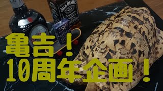 ヒョウモンリクガメ亀吉10歳誕生日に1500水槽をお掃除