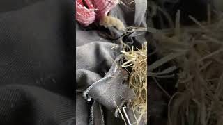 கால்சட்டையில் எலி குட்டிகள் | Cute Rat baby | #rat #organic #shorts