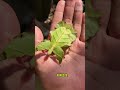 the leaf insect phyllium pulchrifolium nature’s master of camouflage