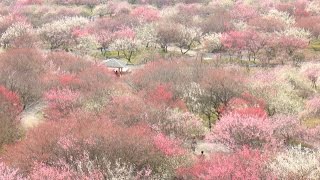 いなべ梅林公園　開花状況（2017/3/9）