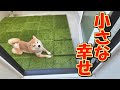 I gave a small dog run to a Shiba Inu in heat and he was happy