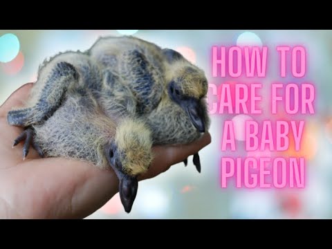 Can you save a baby pigeon?