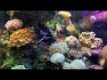 lazy basic tips for fast growth on corals poor boy style