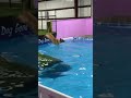 Funny Pup Chases Pet Parent Into Pool!