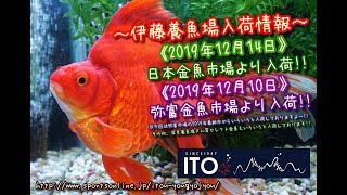 【伊藤養魚場入荷情報】2019年12月14日 日本金魚市場等より入荷しました!!