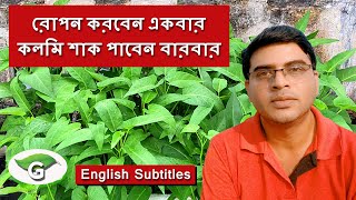 Sow Water Spinach for once and harvest repeatedly একবার রোপন করই বারবার কলমি শাক পাওয়ার সহজ পদ্ধতি