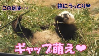 11/13シャンシャン大胆過ぎる足使い❤お客さんを爆笑の渦に巻き込む！上野動物園【パンダ生活チャンネル】