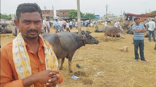 పెబ్బేరు శనివారం సంతలో గేదెల ధరలు | Pebbair Saturday Buffalo market | Buffalo prices ‎@purnafarms 