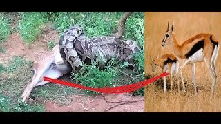 كوبرا كبيرة تلدغ غزالة صغيرة تحاول امها تخليصها Cobra swallow large deer in front of her mother