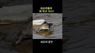 쇠오리들의 식당ㅣ겨울철새ㅣEurasian Teal #birds #shorts