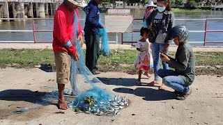 เต็มเพาอะยะ! หว่านแหฝรั่งเขื่อนราษีไศลฯ ทีเดียวเต็มคุ Cast Net Fishing