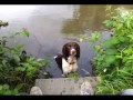 our english springer spaniel is not afraid makes the highest jumps