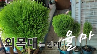 (베란다식물) 외목대 율마 키우기🌱 이것만 알면 똥글이로 예쁘게 키울수 있다