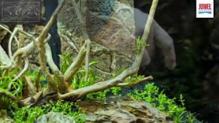 Tuto Aquascaping 180L JUWEL Rio 180 LED