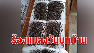 สาวโพสต์ระบาย แมลงวันหลายหมื่นตัวว่อนหมู่บ้าน คาดต้นตอจากฟาร์มไก่