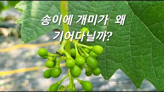 샤인송이에 개미가 있다면 99% 이게 있습니다 /