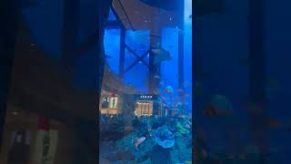 Aquarium Dubai mall | best place to visit in Dubai |sharks in aquarium | Underwater zoo