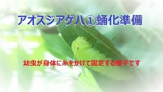 アオスジアゲハ①蛹化準備