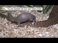 endangered pangolin pup born at brookfield zoo chicago