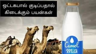 ஒட்டக பால் குடிப்பதால் கிடைக்கும் பயன்கள் | by Dr.Anita | camel milk health benefits | Anita's clips