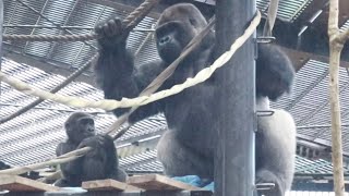 Gorilla⭐️Even on a rainy day, Kintaro never gets bored thanks to his older brother.【Momotaro】