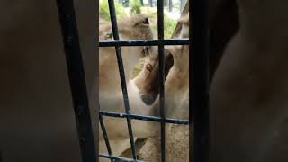 柔春●㉓ホワイトライオン・白獅子・リズムちゃん・沖縄こどもの国・・・White_Lion・Okinawa Zoo \u0026 Museum(20230317)