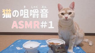 【ASMR】ウェットフードを食べる猫の咀嚼音 #1