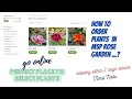 How to order plants in MSP Rose Garden #delivery #onlineorders #lowcost #rose #garden #fastdelivery