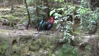 【鶏の鳴き声】神鶏　石上神宮