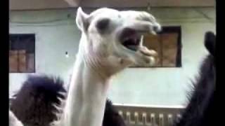Ticklish Camel