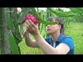 harvest dragon fruit go to market sell weeding the banana garden new free bushcraft