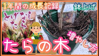 タラの木/増やし方/1年間の成長記録/鉢上げ/家庭菜園/2022年