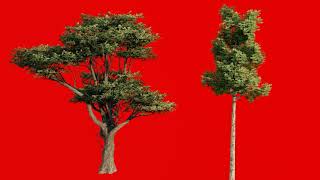 3d tree green screen in wind for post production full hd 1080 green screen 2021 tree wawing/ tree 01