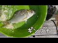 わたグルでまったり小物釣り【蓮田市山ノ神沼】2023.9small fish fishing woman fishing