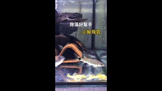 小猴飛狐 Silver Fying Fox  黑毛藻剋星