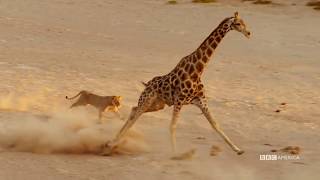 Giraffe vs lioness  -  epic battle without breaking a sweat