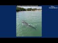 antarctic minke whale swims alongside passenger ferry near sydney