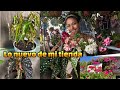 Llegaron las rosas del decierto y las begonias